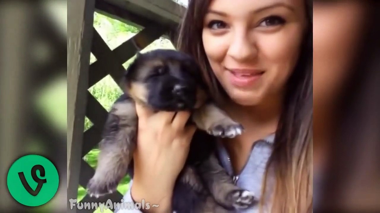 Funny German Shepherd Dogs Best Funny Vines Compilation 2015 HD