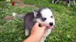 Husky Dogs And Puppies - A Funny Videos And Cute Videos Compilation 2016