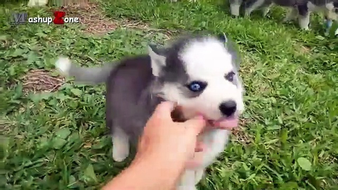 Husky Dogs And Puppies - A Funny Videos And Cute Videos Compilation 2016