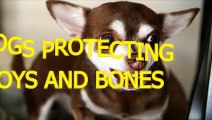 Crazy dogs protecting toys and bones - Funny dog compilation