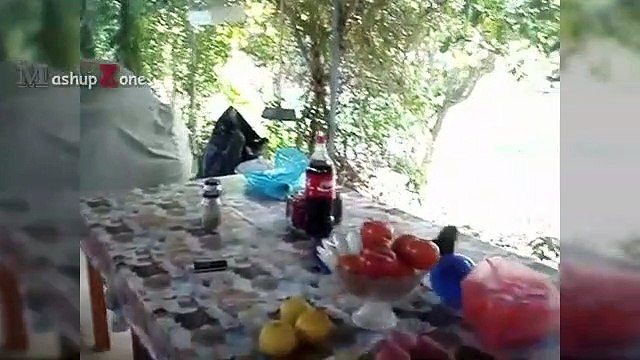 PIGEONS Are Such FUNNY BIRDS - Cute And Funny Pigeon Videos Compilation NEW (2)