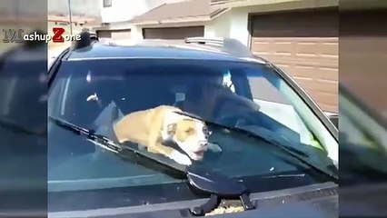 Pitbull Dogs And Puppies - A Funny Videos And Cute Videos Compilation   NEW HD (2)