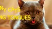 Funny cats showing tongues - Cute cat compilation