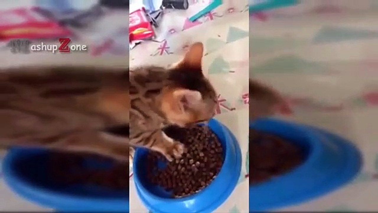 Funny Cats And Kittens Saying YUM YUM YUM While Eating And Meowing   NEW