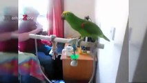 FUNNIEST PARROTS - Cute Parrot And Funny Parrot Videos Compilation [BEST OF]