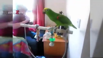 FUNNIEST PARROTS - Cute Parrot And Funny Parrot Videos Compilation [BEST OF]