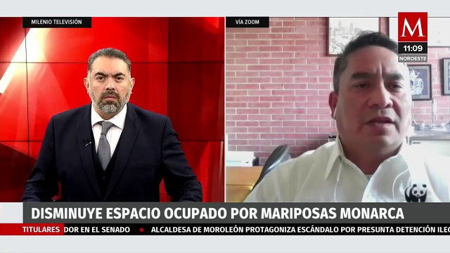 Debemos de valorar el trabajo de polinización de las mariposas monarcas : WWF México