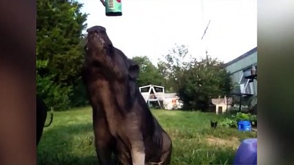 Happy National Pig Day Funniest Pig Videos, Clips & Compilation