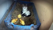 The Cat & The Ducklings. AWESOME CUTE VIDEO