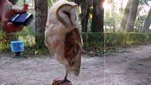 Owl - A Funny Owls And Cute Owls Compilation   NEW (2)