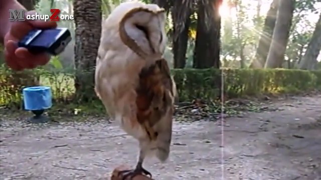 Owl - A Funny Owls And Cute Owls Compilation NEW (2)