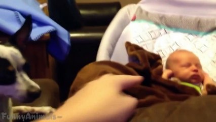 Dogs and Cats Protecting Babies