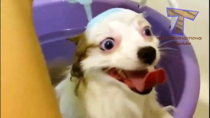 Animals really enjoy bathing - Cute and funny animals bathing compilation
