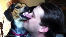 Funny Cats and Dogs Who Hate Kisses - Best Cute Video Compilation 2015 HD