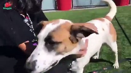 Adopt Cutie!   Shepherd Mix   Adoptable Featurette