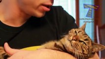 Cats just dont like petting and kisses - Funny and cute cat compilation