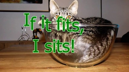 If it fits, I sits - Funny and cute animal compilation