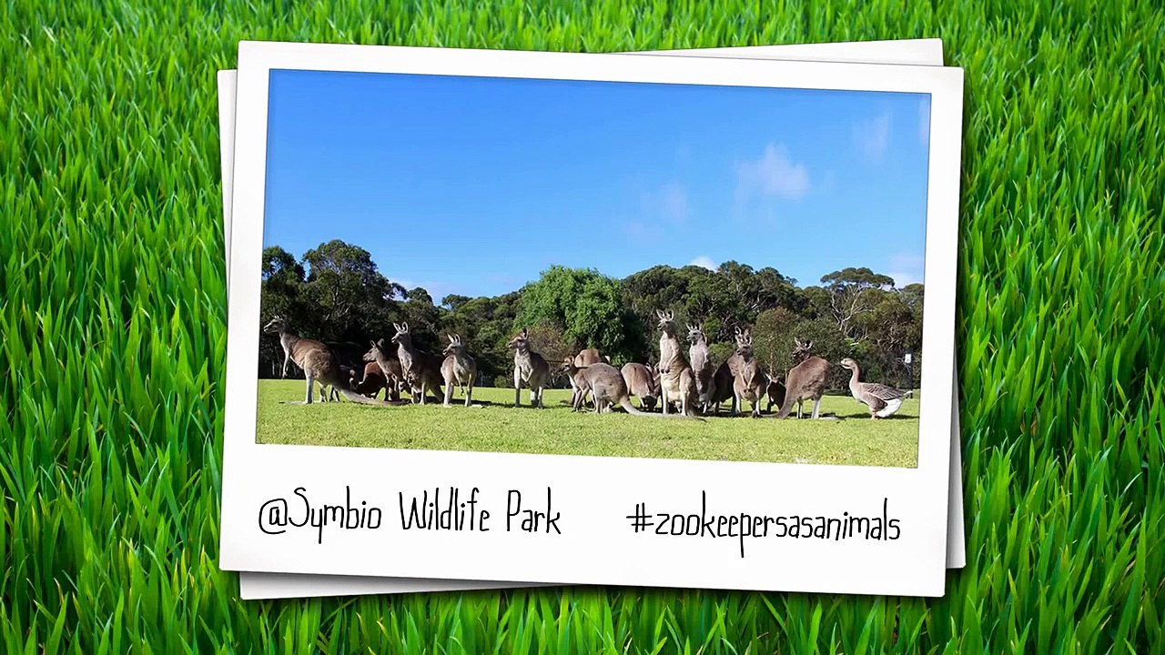 SYMBIO WILDLIFE PARK - Zoo Keepers as Animals - Vidéo Dailymotion