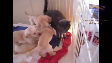 Puppy army vs one cat - Cute and funny dog & cat compilation