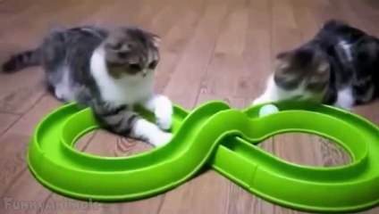 Funny Cats Videos 2015! HD 720! (HD)