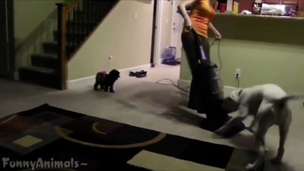 Funny Dogs vs Vacuum Cleaner Compilation