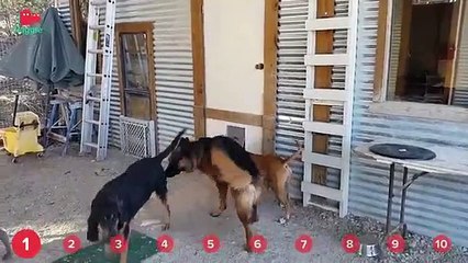 Lazy Cat on Piano & Squeaky Bulldogs!   Funny Animal Compilation