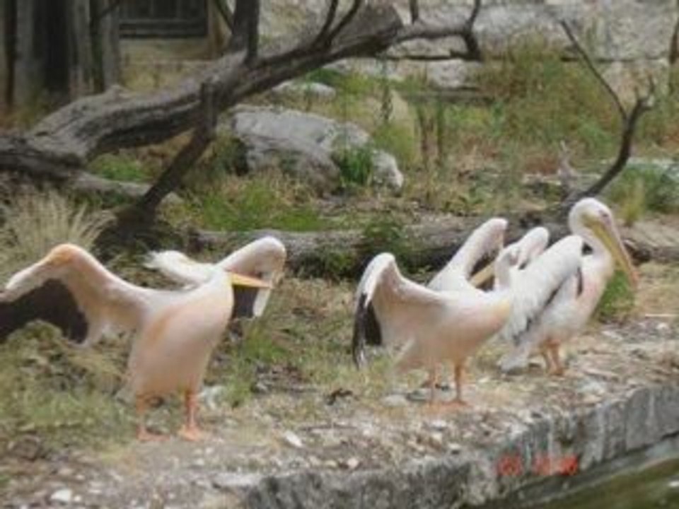 Animaux
