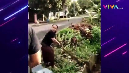 The Power Of Emak-emak! Tangkap Ular Pakai Tangan Kosong