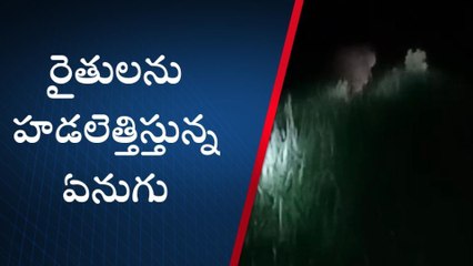 రామకుప్పం : రైతులను హడలెత్తిస్తున్న ఒంటరి ఏనుగు
