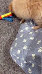 Henry the Roomba Dog