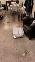 Henry the Roomba Dog