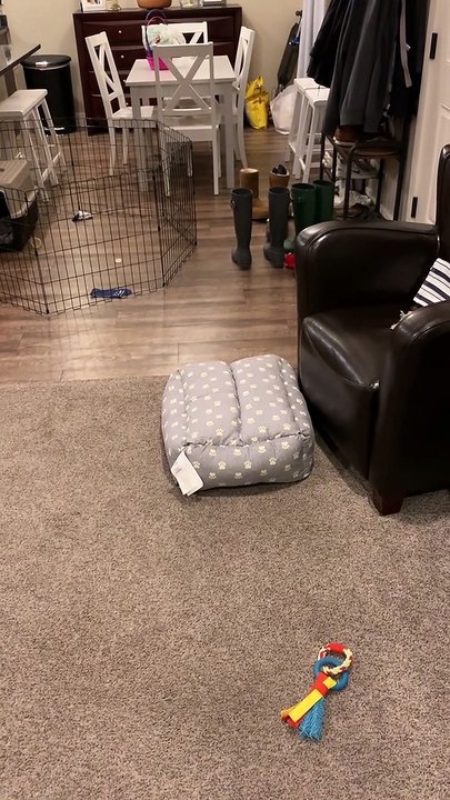 Henry the Roomba Dog