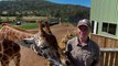 Tasmania Zoo welcomes new giraffe