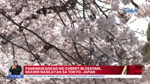 Pamumukadkad ng cherry blossoms, muling nasilayan sa Tokyo, Japan | UB