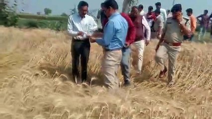 Download Video: Crops ruined due to unseasonal rains