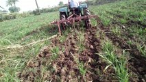 We Are Ploughing In Sugarcane II Sugarcane Forming ll Crop Reformer II iFi Vlogs II