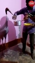 Video: सारस को मिला नया ठिकाना, अखिलेश ने किया ट्वीट