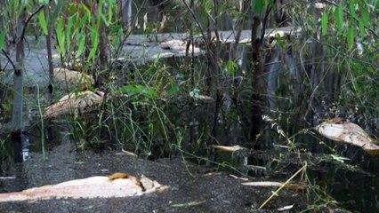 Rotting fish sparks concern over safety of drinking water