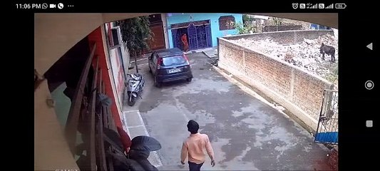 मकरोनिया नगर पालिका ने सालभर से नहीं पकड़ा कोई कुत्ता, वार्डों में कर रहे हमले