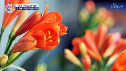 탈모를 극복하고 풍성한 모발을 되찾은 주인공의 비법 TV CHOSUN 230323 방송