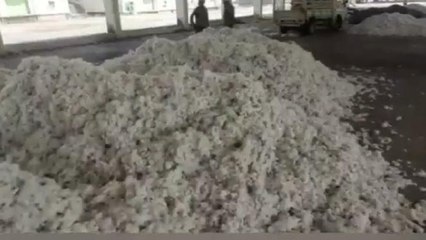 హుజురాబాద్: స్వల్పంగా పెరిగిన పత్తి ధరలు.. క్వింటా ధర ఎంతంటే..!