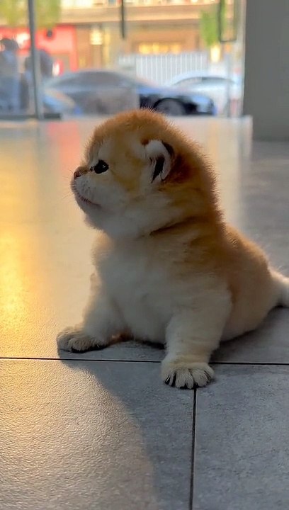 Cute Cat