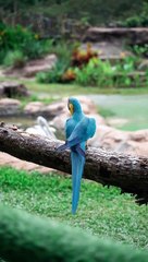 8 FUN FACT ABOUT THE PARROTS