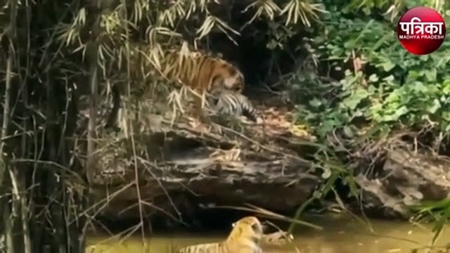 टाइगर्स की ऐसी मस्ती अबतक नहीं देखी होगी आपने, चारों ओर गूंज रही थी बाघों की दहाड़