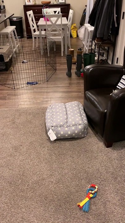 Henry the Roomba Dog