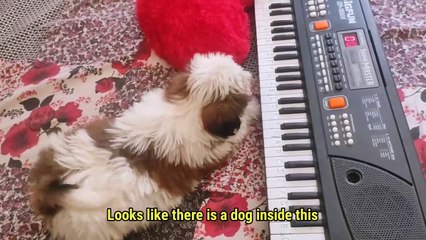 Shih Tzu puppy watching piano for the first time _Funny Video_