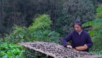 Jelly Ear- Fungus with Soft Texture and Crunchy Taste!