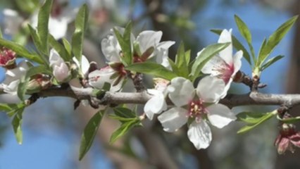 Se espera una primavera suave para los alérgicos