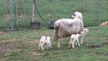 Sorpresa por el parto de cuatro crías de la oveja Marujiña