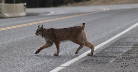 Jura : un automobiliste aperçoit un magnifique lynx près d'une aire de pique-nique